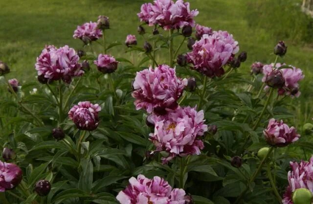 Пион май петит черри фото Peonies Varieties - Circus-Circus Peonies, Paeonia lactiflora, Flowers