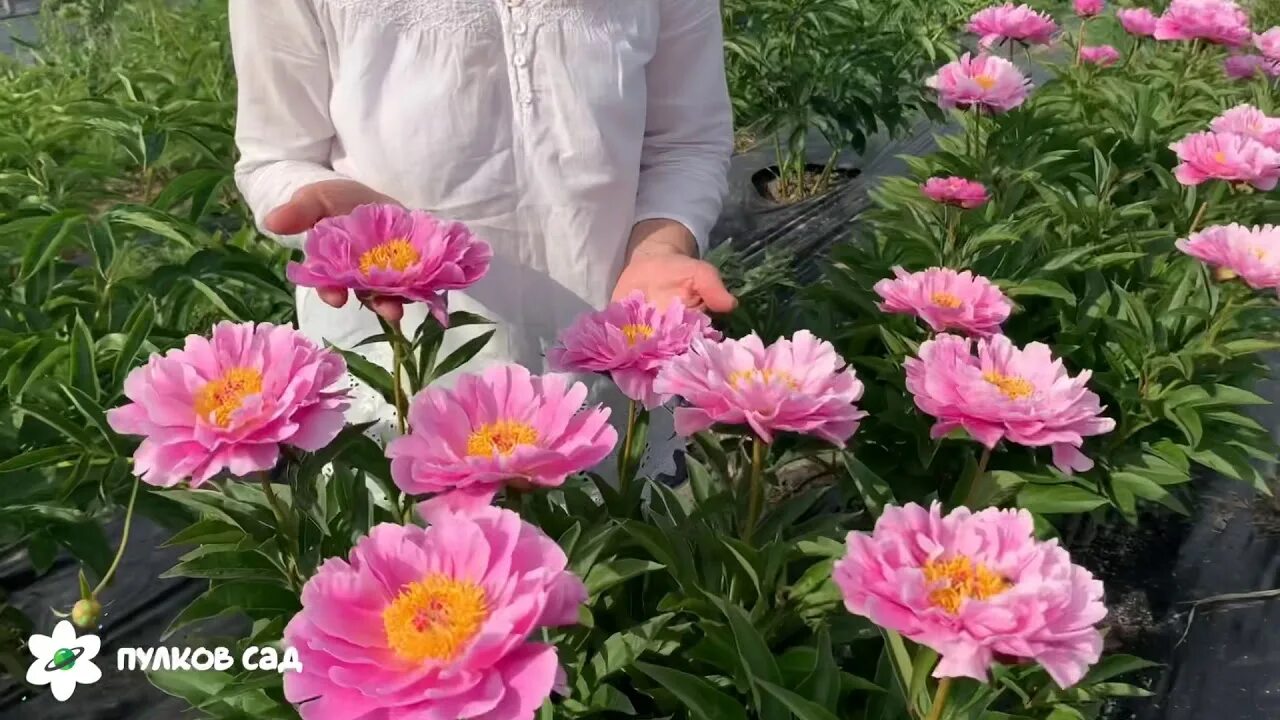 Пион май петит черри фото и описание My petite cherie peony. Май петит шери пион - YouTube