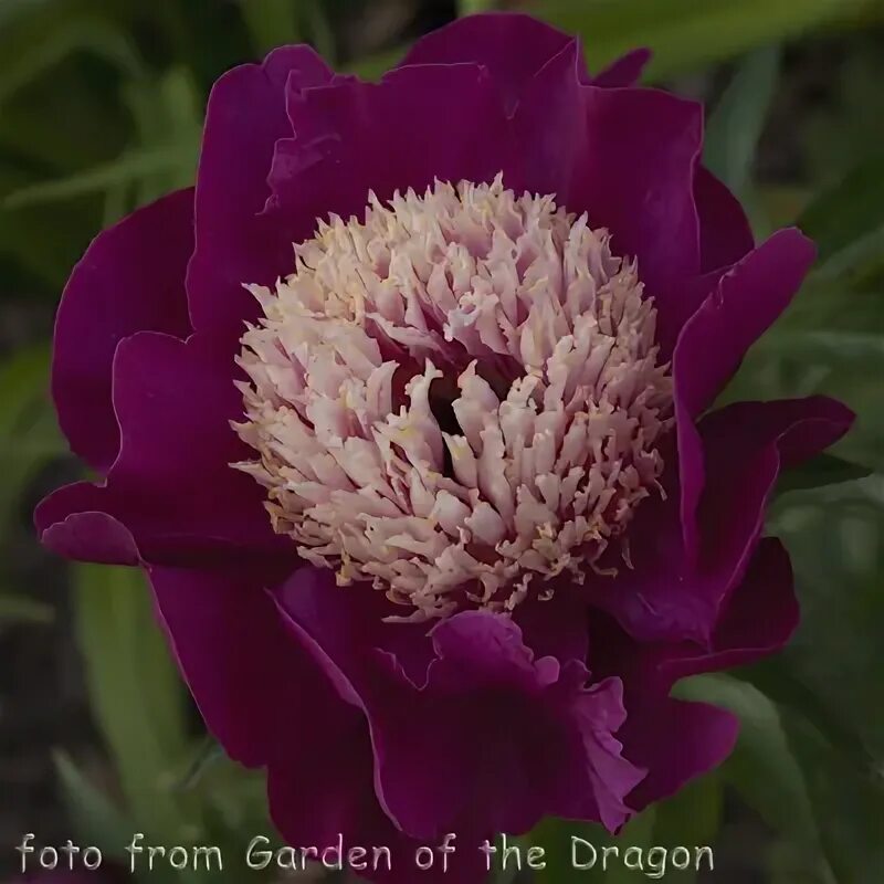 Пион майор гагарин фото и описание Index of /Gallery/paeonia/big/U
