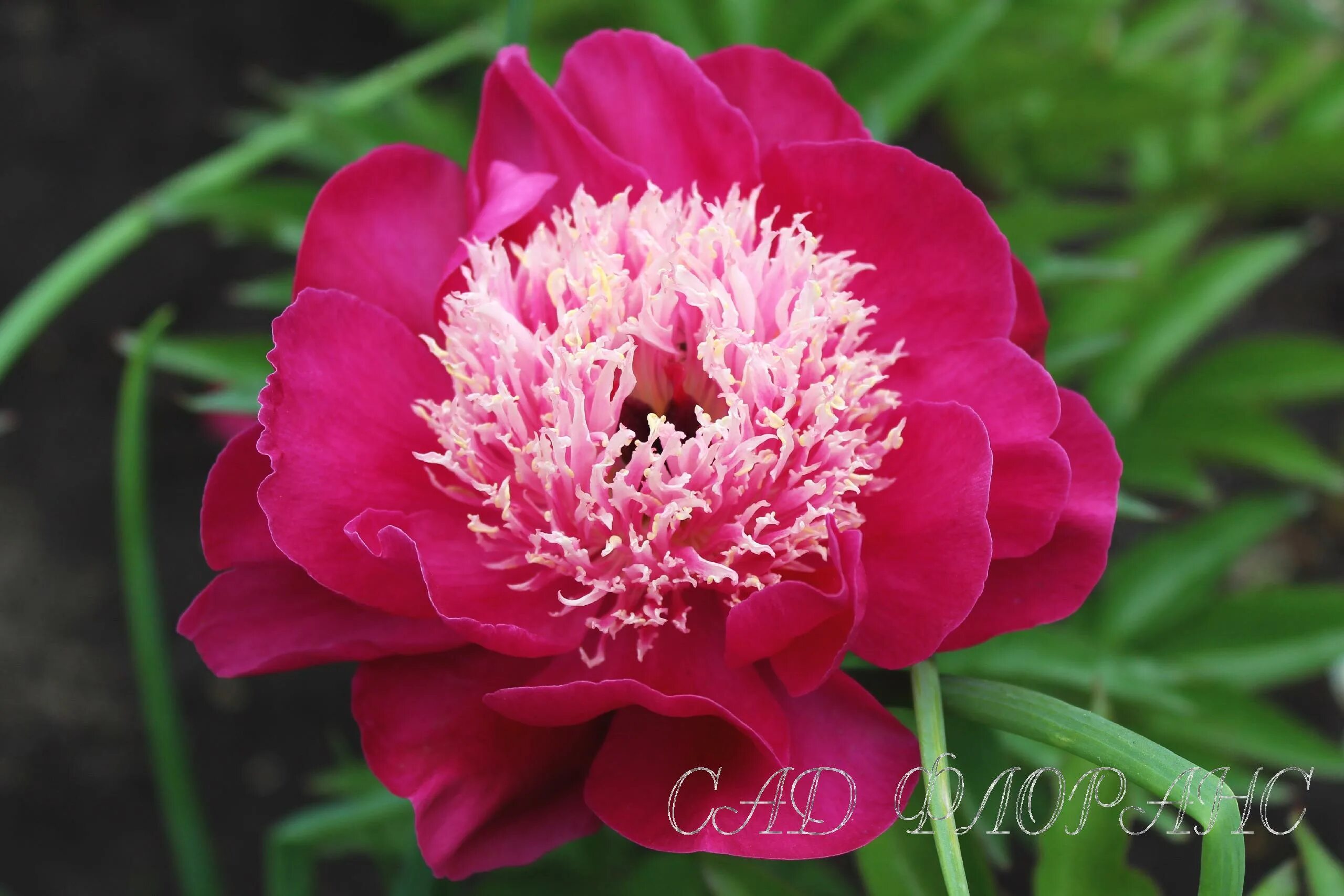 Пион майор гагарин фото и описание Сад Флоранс - Пионы - (Paeonia)