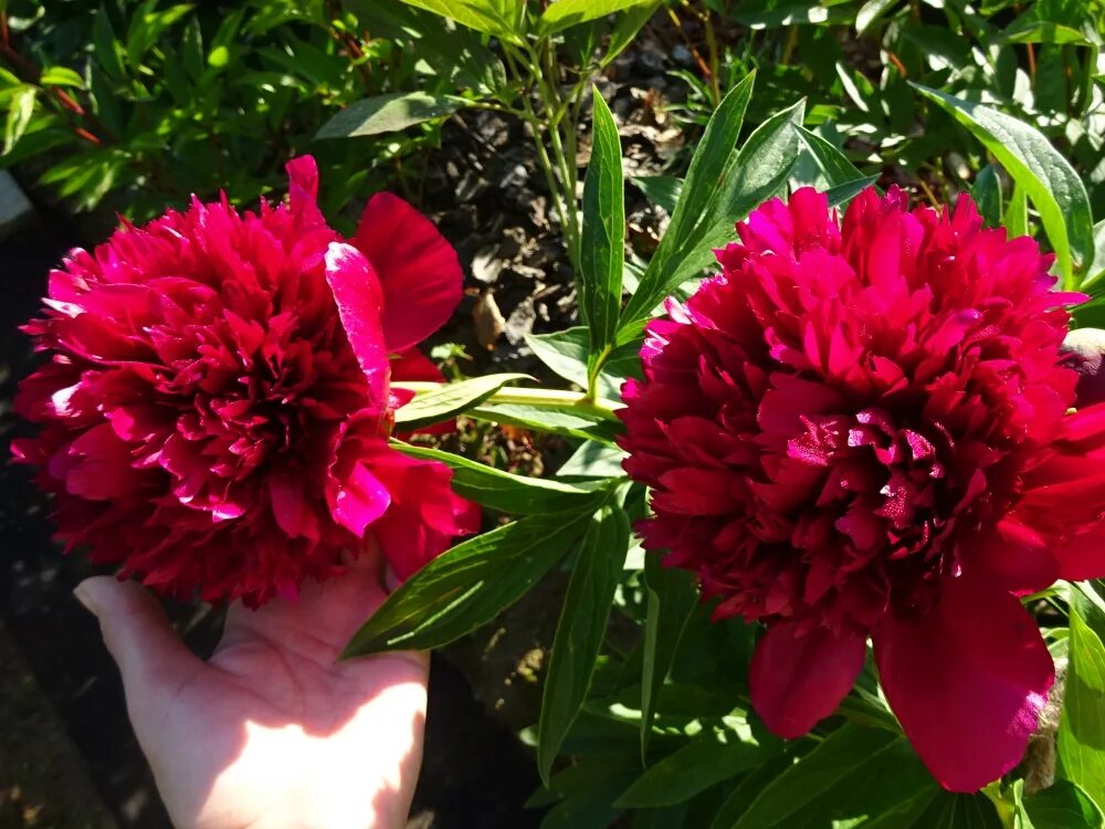 Пион майор гагарин фото и описание Новинка в коллекции Пионов - Пион "Отенз 1816" (Paeonia "Auten's 1816") Новости 