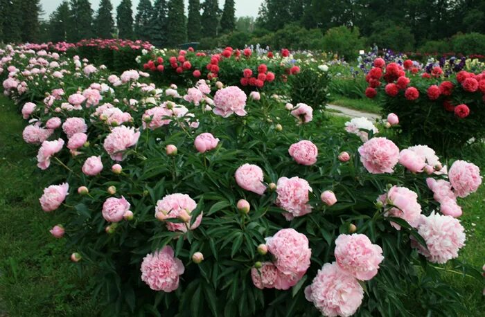 Пион майя плисецкая описание и фото Пионы - 7 Июня 2012 - Дневник - Рита и Рита