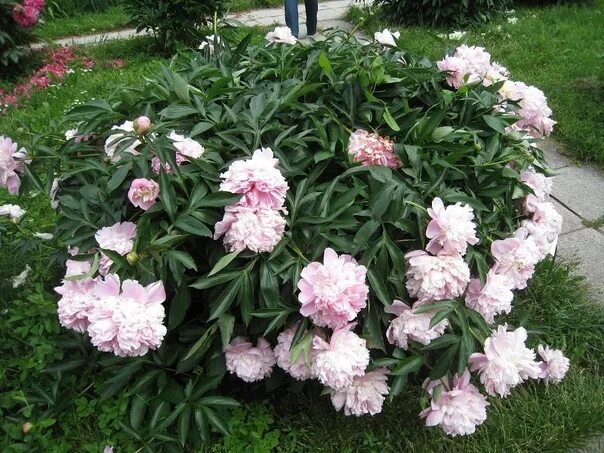 Пион майя плисецкая описание и фото #пионы_отечественная_селекция #пионы_отечественной_селекции На фотографии сорт п