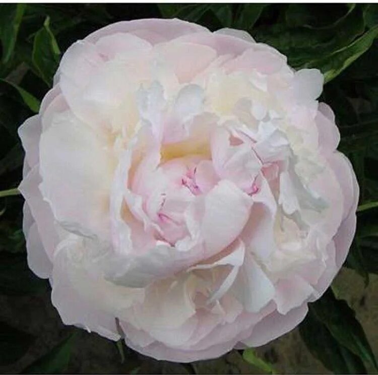 Пион майя плисецкая описание и фото LeFlower Корни - купить с доставкой по выгодным ценам в интернет-магазине OZON (