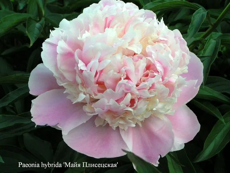 Пион майя плисецкая описание и фото Pin by Liela on Anthophile Flowers, Rose, Plants