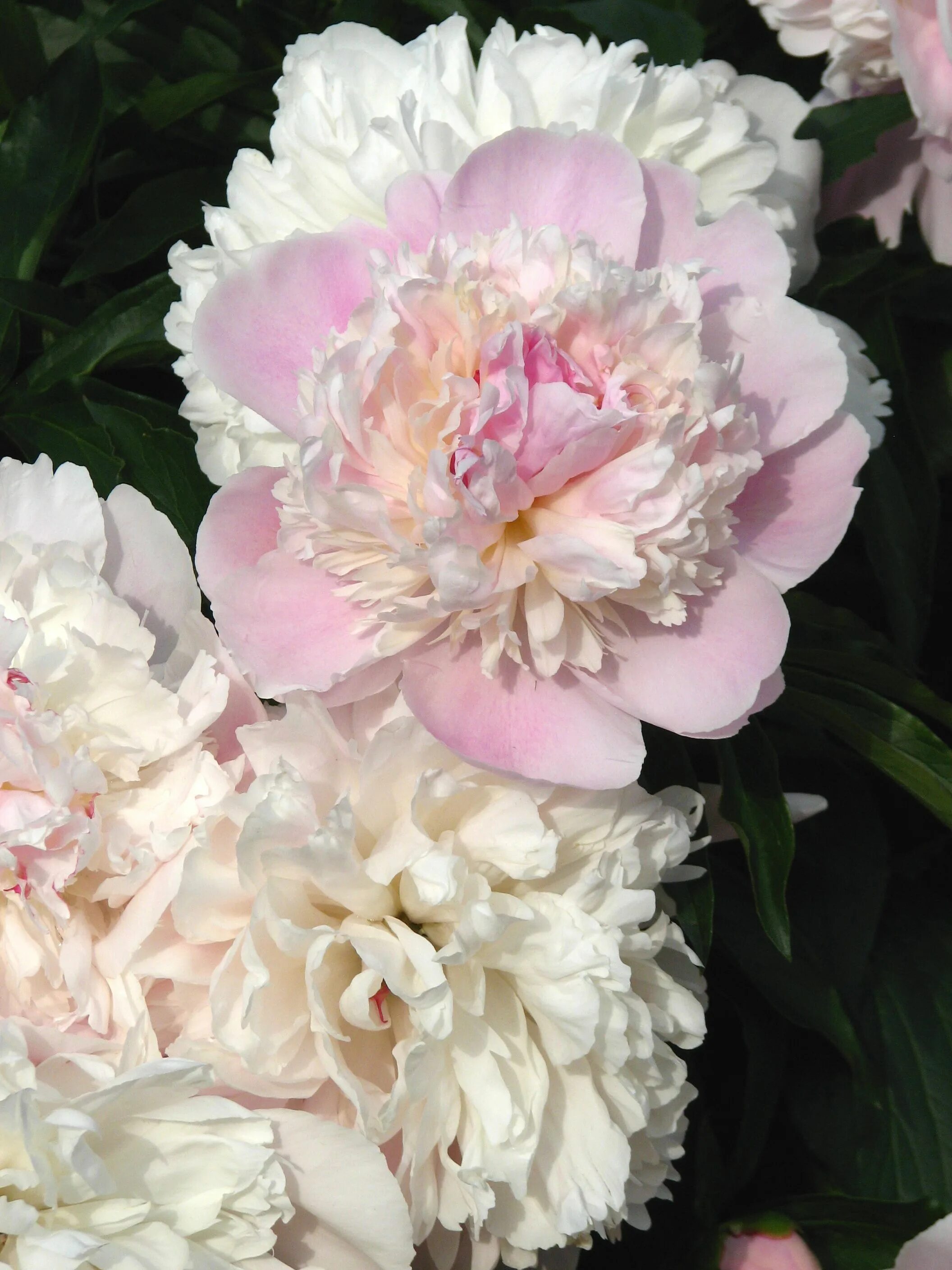 Пион майя плисецкая описание и фото In honor of Maya Plisetskaya The "Maya Plisetskaya" Peony. Beautiful flowers gar