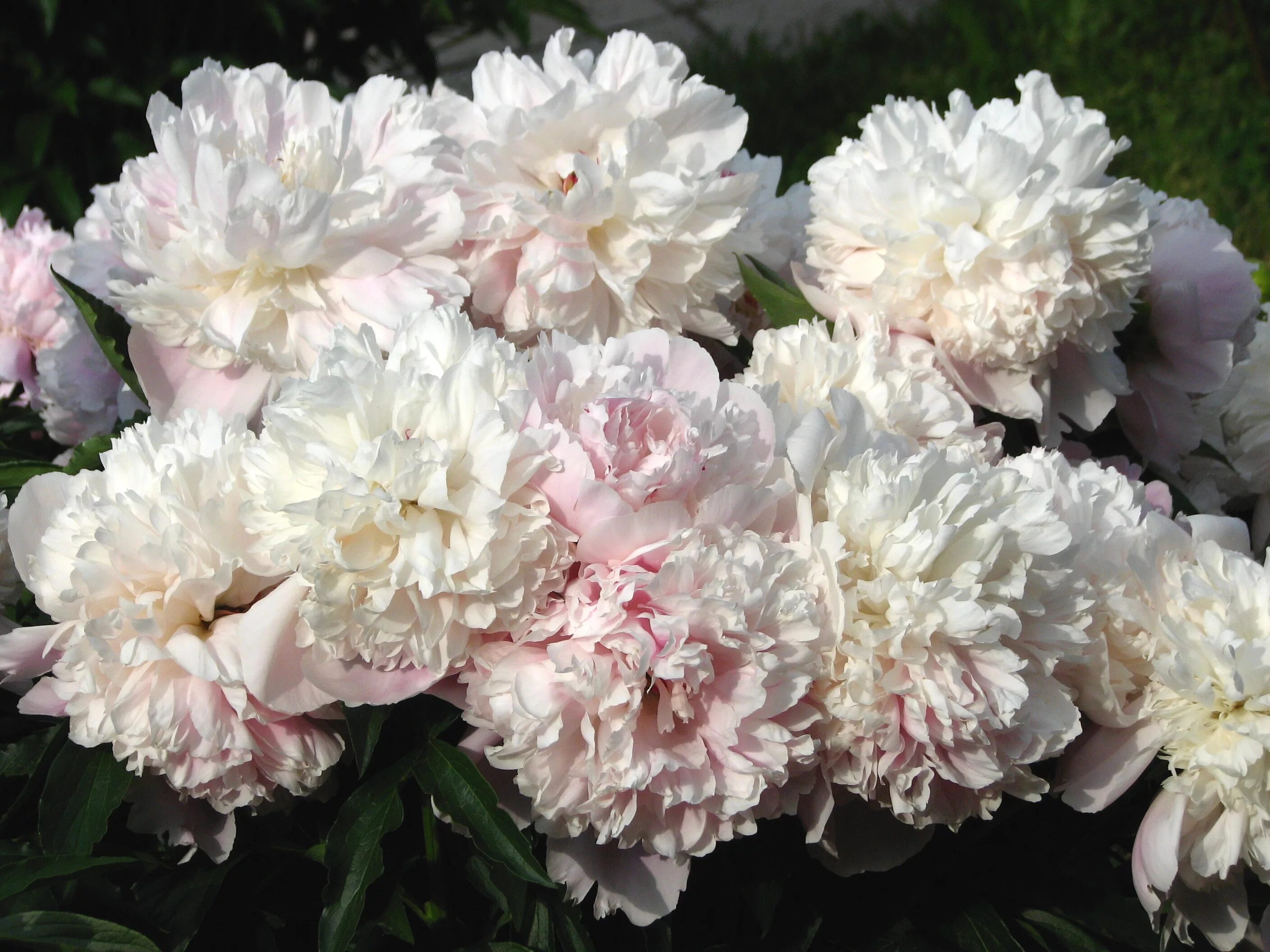Пион майя плисецкая описание и фото File:Paeonia 'Maya Plisetskaya' 03.jpg - Wikimedia Commons