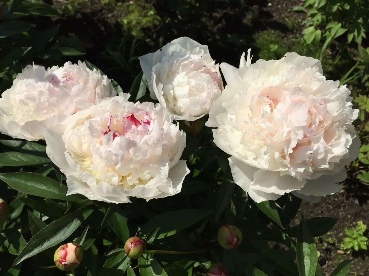 Пион мазерс чойс фото Пион травянистый "Мазерс Чойс" (бел) / Paeonia "Mother's Choise" С3 22