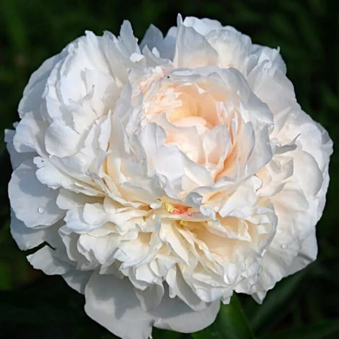 Пион мазерс чойс фото Пион Сара Бернар "Sarah Bernhardt" купить саженцы