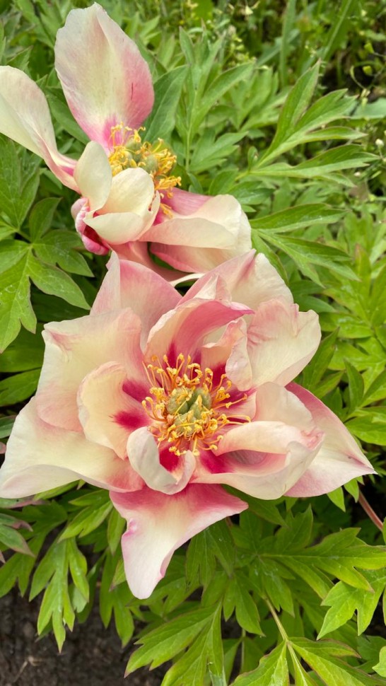 Пион меджикал фото и описание Paeonia Magical Mystery Tour