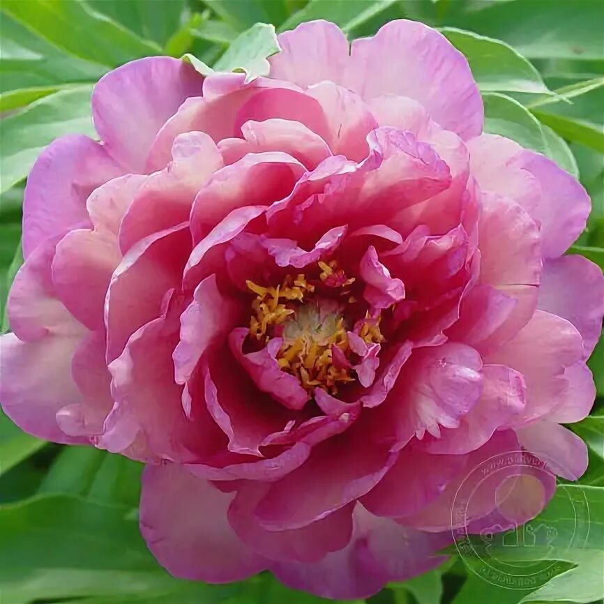 Пион меджикал фото и описание Пион Мэджикал Мистери Тур (Paeonia Magical Mystery Tour) купить в Москве по низк