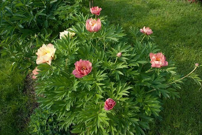 Пион меджикал мистери фото Увеличить 'Magical Mystery Tour' ИТО Plants, Garden