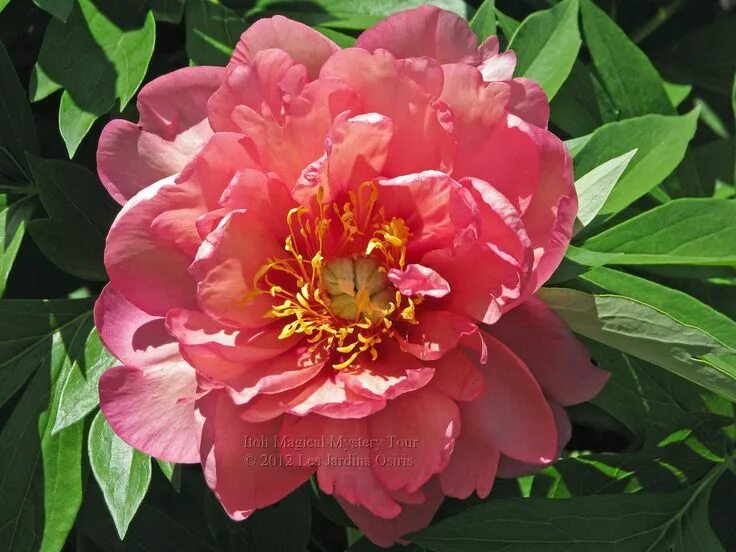 Пион меджикал мистери фото Double Itoh Peony 'Magical Mystery Tour' (Paeonia itoh) Peonies, Itoh peonies, F