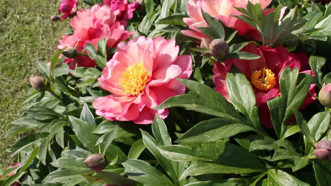 Пион меджикал мистери фото Magical Mystery Tours R2 Flowers BV Peonies - YouTube
