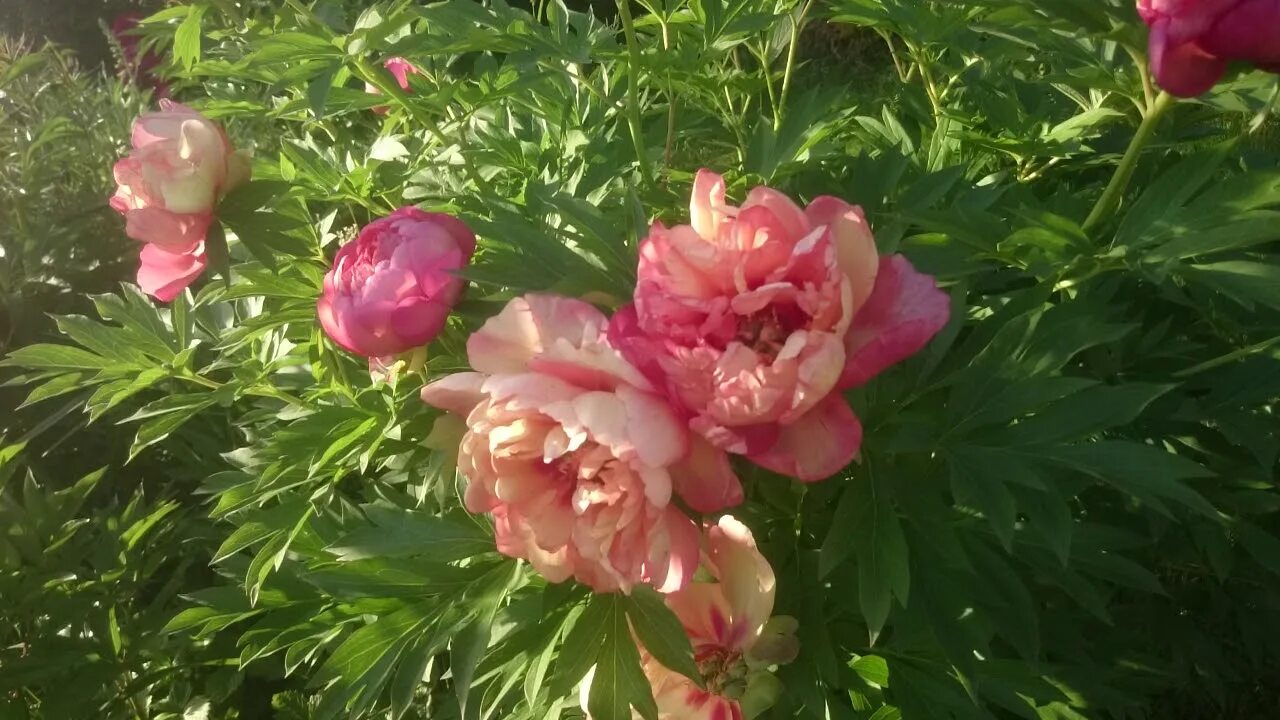 Пион мэджикал мистери фото и описание Paeonia Magical Mystery Tour - YouTube