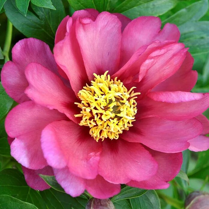 Пион меджикал мистери тур фото Paeonia itoh hybr. Magical Mystery Tour, Itoh Pion, (höstleverans)