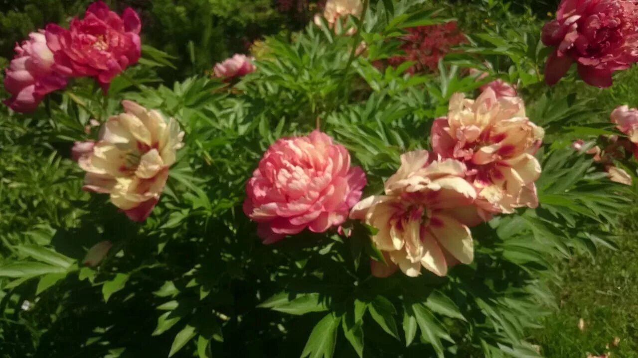 Пион меджикал мистери тур фото Paeonia Magical Mystery Tour - YouTube