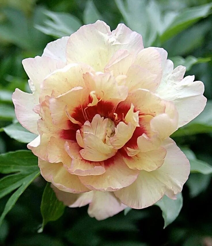 Пион мемори фото Peonia Flores