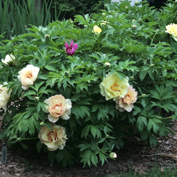 Пион мемори фото Paeonia Callie's Memory - Питомник Хуторок