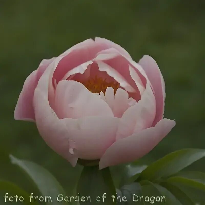 Пион мэри гретхен фото и описание Index of /Gallery/paeonia/big/M
