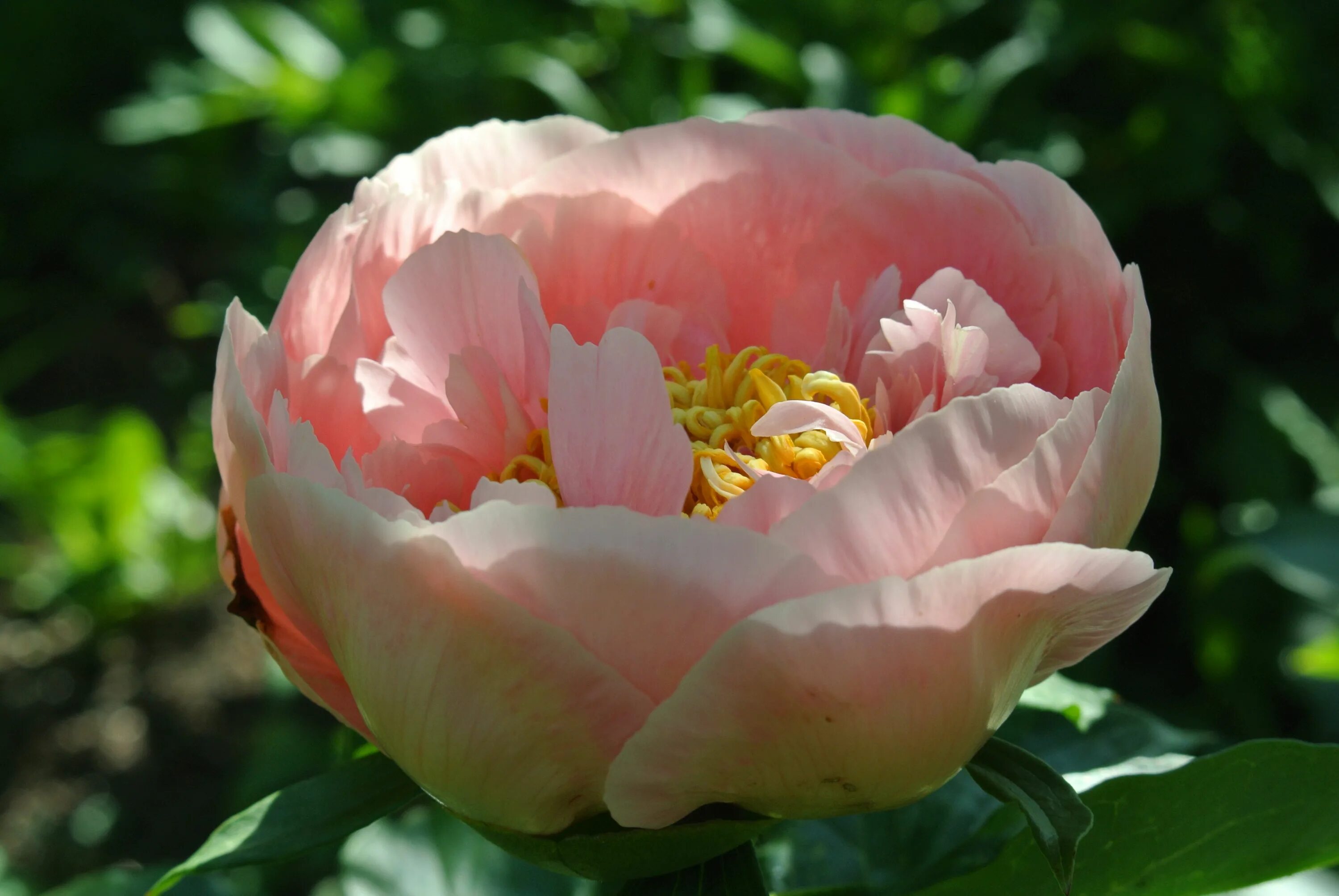 Пион мэри гретхен фото и описание Paeonia hybrid 'Mary Gretchen'