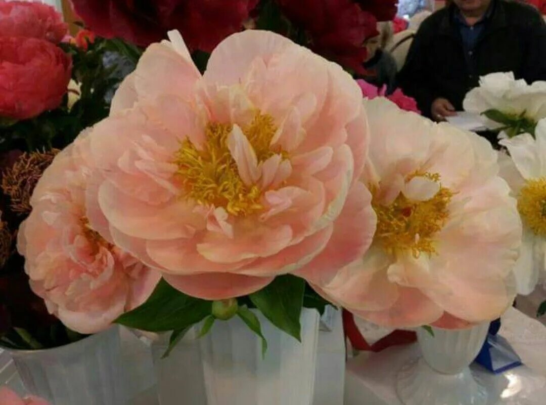 Пион мэри гретхен фото и описание Peony, "Mary Gretchen" Peonies, Flowers, Floral