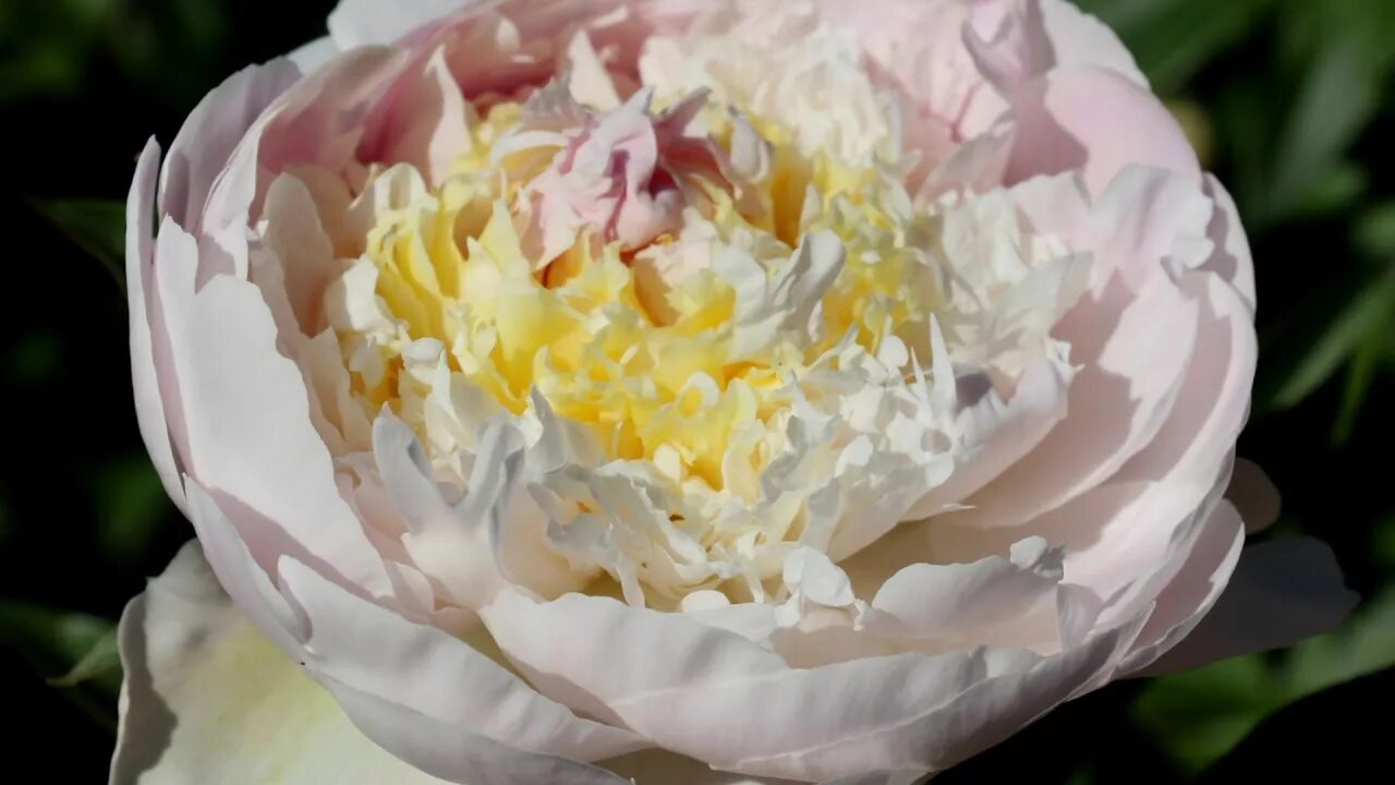 Пион мерседес фото и описание отзывы Peony Mercedes / Пион Мерседес - YouTube