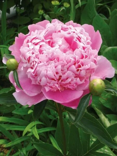 Пион месье жюль фото и описание Monsieur Jules Elie Edible plants, Paeonia lactiflora, Plants