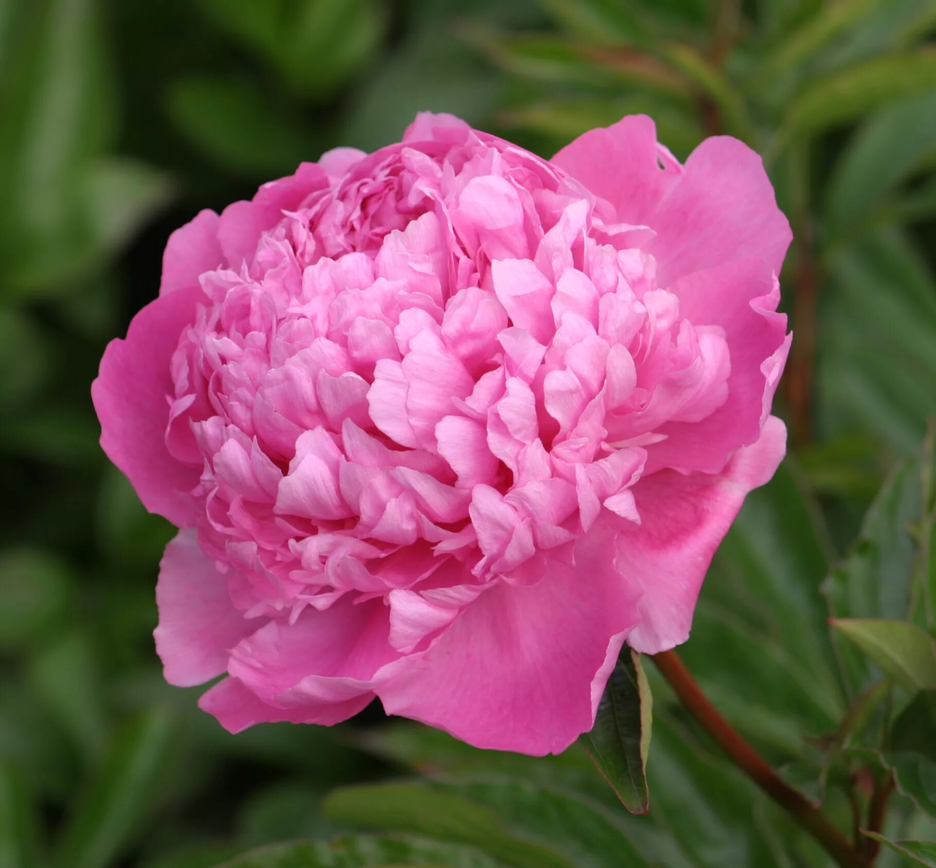 Пион месье жюль фото и описание Peony lactiflora 'Monsieur Jules Elie' Fragrant Herbaceous Paeonia