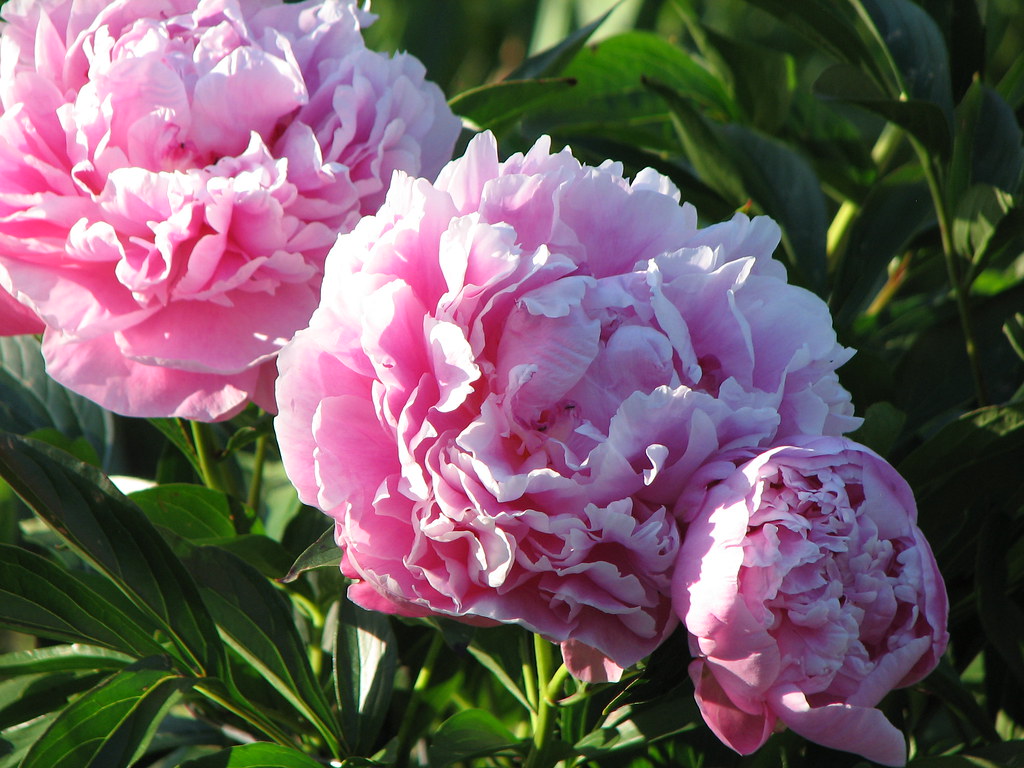 Пион месье жюль фото и описание Peony 'Mons. Jules Elie' Blogged at christmasnotebook.com/. Flickr