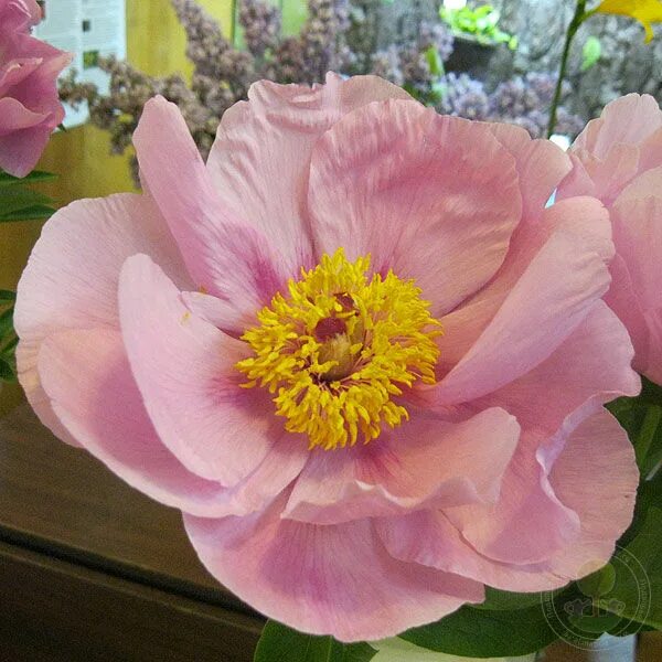 Пион мэй лилак фото Пион Мей Лайлак (Paeonia May Lilac) купить в Москве по низкой цене из питомника,