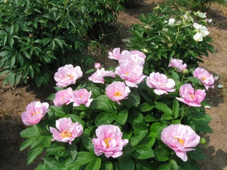 Пион мэй лилак фото May lilac Planting peonies, Peonies, Bloom