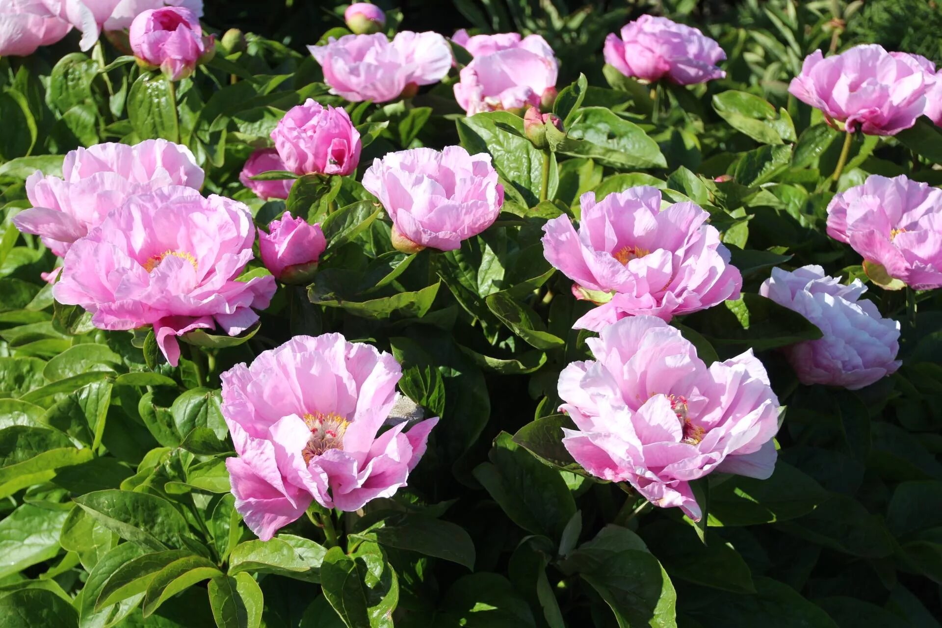 Пион мэй лилак фото Травянистые : Пион May Lilac -Пион Мэй Лилак
