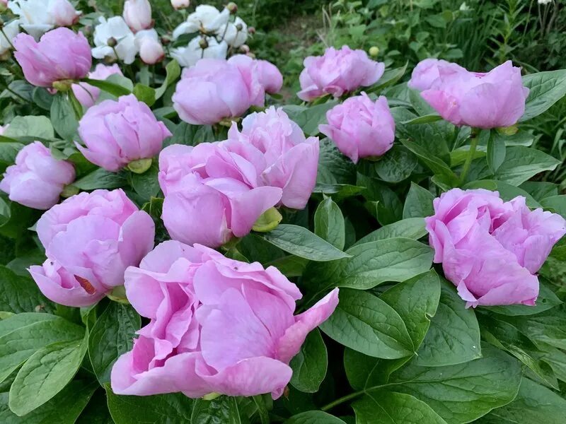 Пион мэй лилак фото Пастельная красота: пионы Pastel Lilac Естественные пейзажи Фотогалерея природы 