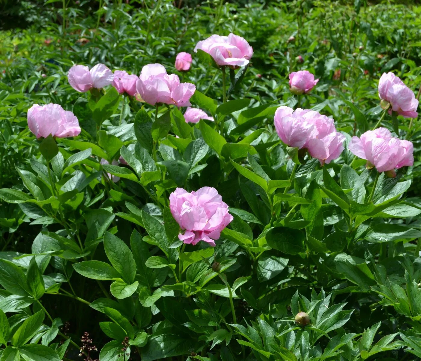 Пион мэй лилак фото Пион Мей Лилак/MAY LILAC