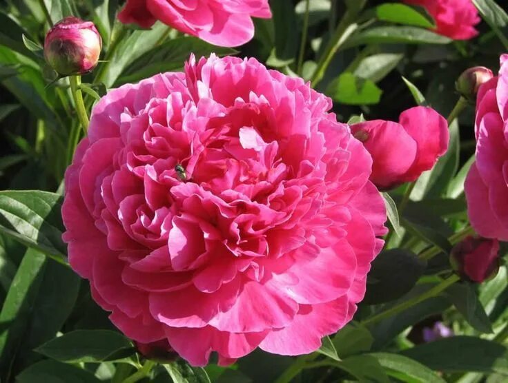 Пион михаил акимов фото Types Of Perennial Flowers Perennials: a gardener's best friend. 2019 Types Of P
