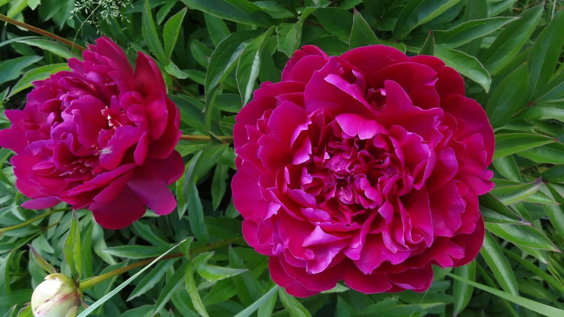 Пион михаил акимов фото Пион Пол М. Уайлд (Paeonia Paul M. Wild), корень для посадки - купить с доставко