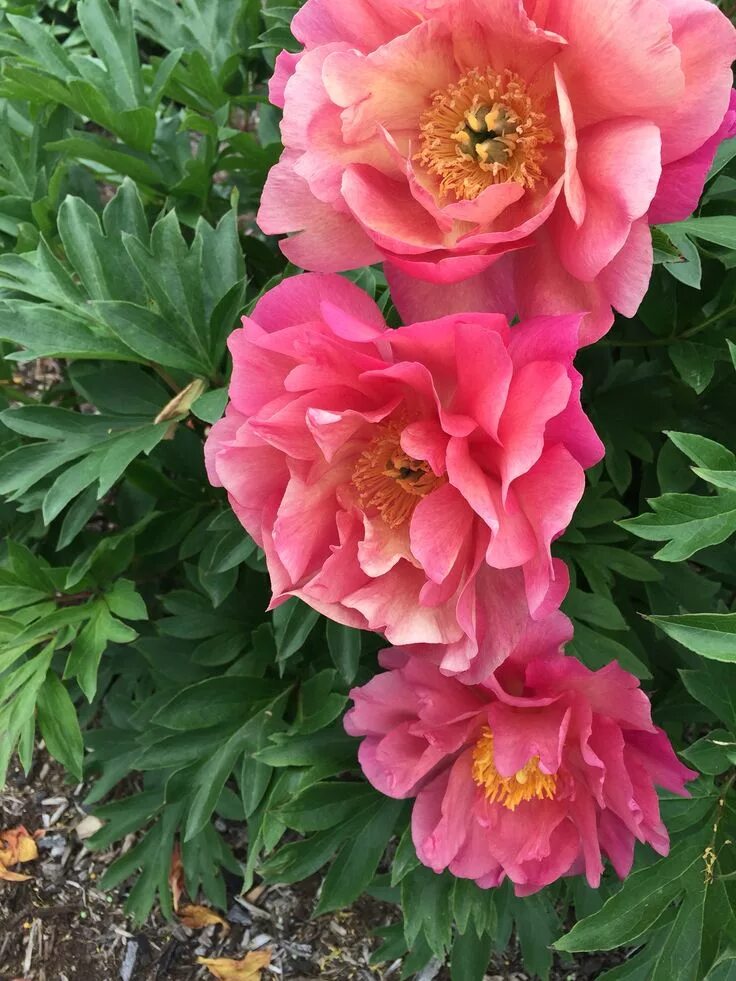 Пион миллениум фото и описание New Millennium ' Itoh peony. Itoh peonies, Exotic flowers, Peonies garden