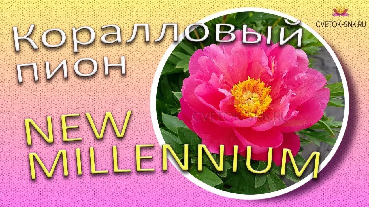 Пион миллениум фото и описание Коралловый пион NEW MILLENNIUM / Сад Ворошиловой - YouTube