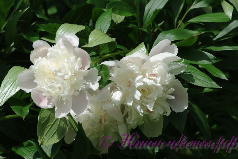 Пион мирный фото и описание Пион травянистый 'Мирный' / Paeonia 'Mirnij'
