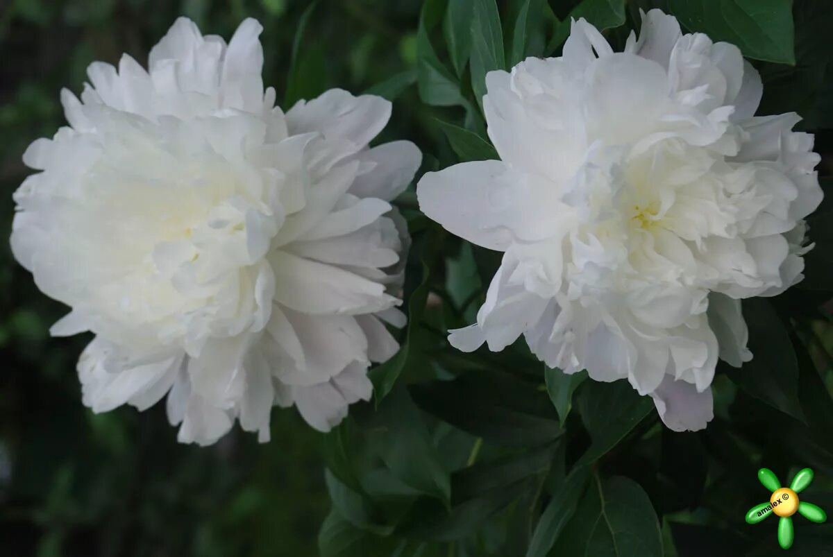Пион мирный фото и описание Пион травянистый 'Мирный' / Paeonia 'Mirnyj'