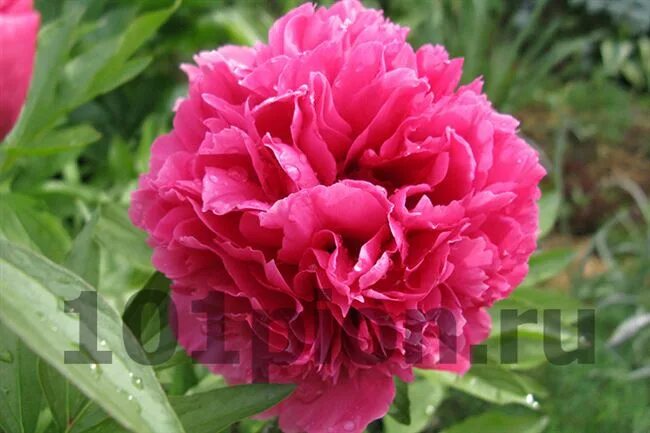 Пион мирный фото и описание TOPEKA CORAL