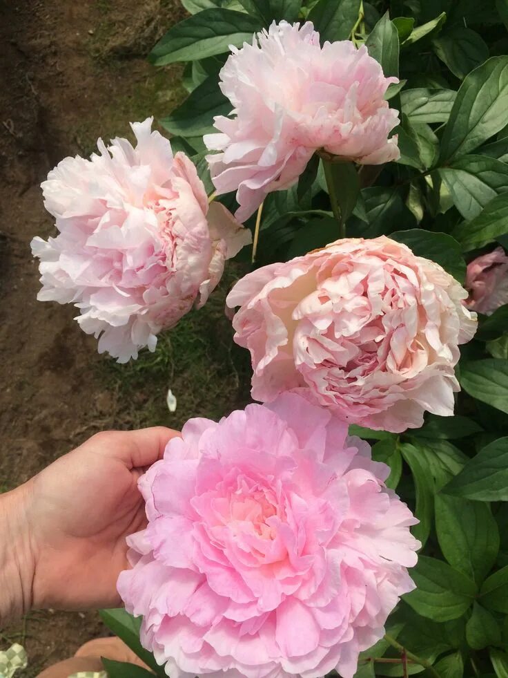 Пион миртл джентри фото HT Myrtle Gentry Peony farm, Peonies, Flowers