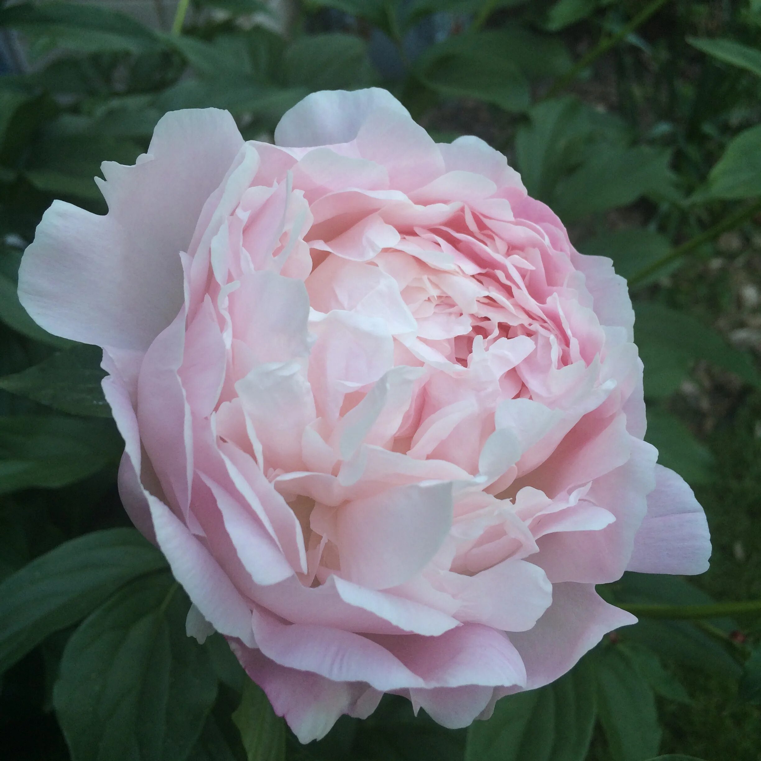 Пион миртл джентри фото The Joy of Heritage Peonies - My Northern Garden