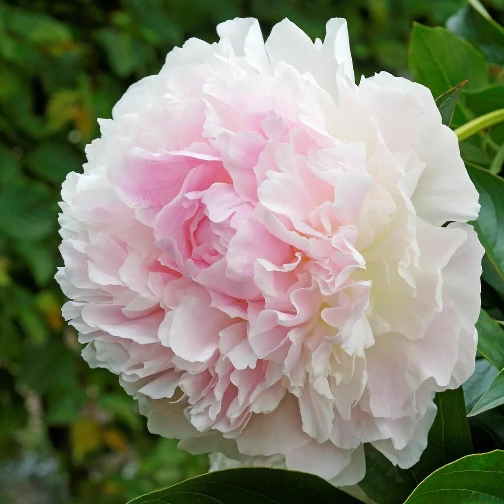 Пион миртл джентри фото и описание Peony Myrtle Gentry Peonies for sale, Bare root peonies, Flower farm