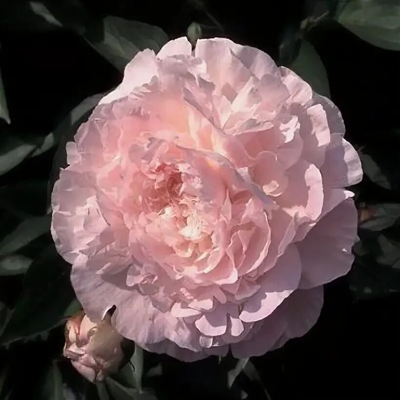 Пион миртл джентри фото и описание Hollingsworth Peonies - Myrtle Gentry Peonies, Fragrant flowers, Spring blooms