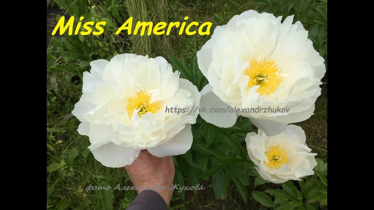 Пион мисс америка фото и описание отзывы Пион Мисс Америка, peony Miss America. ВК группа "Пионы под Питером и др. многол