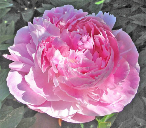 Пион мисс экхарт фото Paeonia Miss Eckhart. КФХ