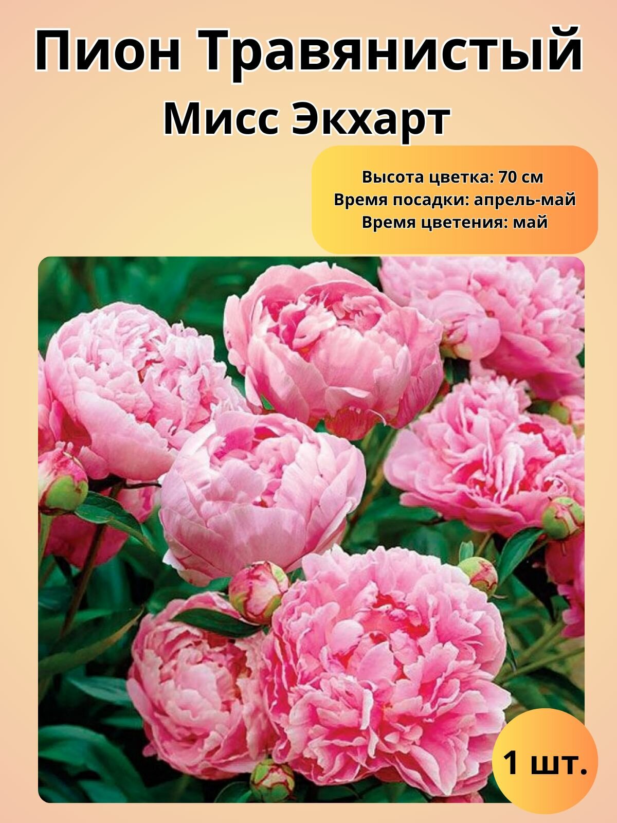 Пион мисс экхарт фото и описание Пион Молочноцветковый Double pink - Цветы многолетние - купить по низкой цене на