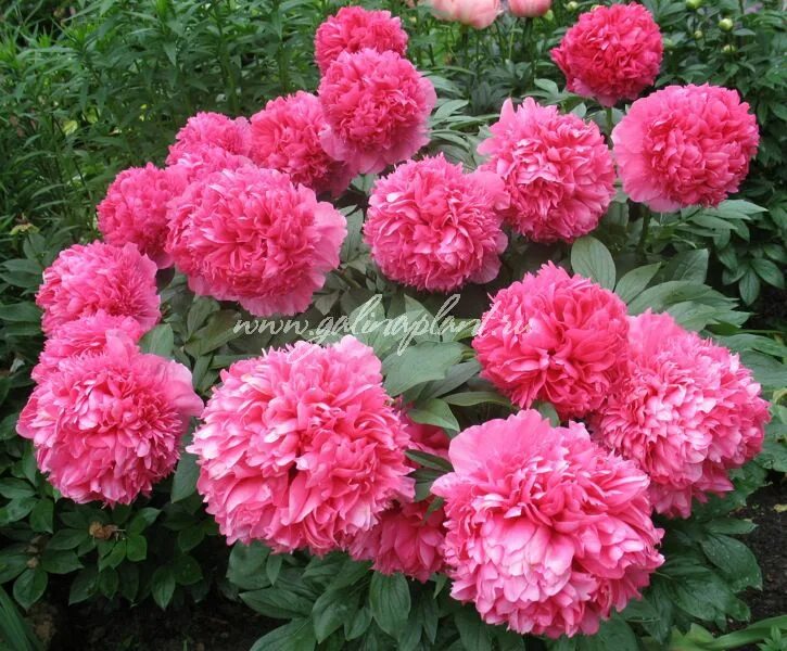 Пион мисс экхарт фото и описание Пионы